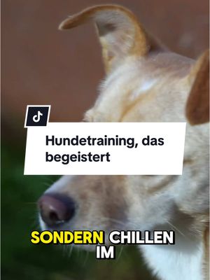 A post by @lakedog_akademie on TikTok caption: Guter Unterricht in der Hundeschule ist mehr als nur das stumpfe Abarbeiten von Übungen. Lernen passiert dort, wo Wissen greifbar wird und wo Mensch und Hund wirklich abgeholt werden. #hundeerziehung #hundetraining #hundetrainerausbildung #hundetrainer 