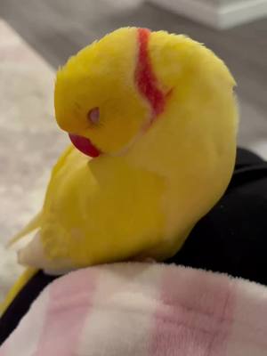 A post by @twinkietheparrot on TikTok caption: FEELIN MORE ✨CUTESY✨ THAN CHAOTIC 2DAY 🥱😇😴 #TeamTwinkie #CeleBIRDY #PamperedParrot #bird #parrot #birdtok #parrottok #birdsoftiktok #parrotsoftiktok #indianringneck #ringneckparrot #irn #birb #cute #banana #yellow #sleep #sleepy #nap #lullaby 