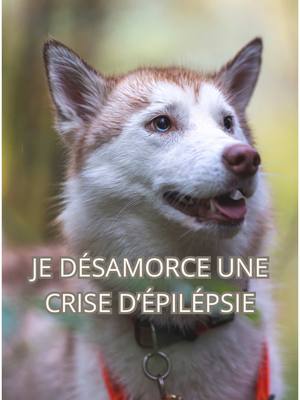 A post by @colzouti on TikTok caption: 🐾 Désamorcer une crise d’épilepsie de Tsuki 🐾 Aujourd’hui, je vous emmène dans un moment intense et crucial : comment je détecte et désamorce une crise d’épilepsie convulsive de Tsuki. Vous verrez que nous sommes passés à deux doigts d’une crise généralisée. La scène se passe en cours avec son éducatrice. Tsuki commence à monter en tension à cause des joggeurs qui passent autour de nous. Si cela ne l’affecte pas lorsqu’elle est libre, la laisse change la donne. Attachée, elle devient nerveuse, au point de basculer dans ce que j’appelle un état de transe pré-convulsive. Et là, les signes sont clairs : 🐕‍🦺 Elle bondit brusquement, se déplace de façon désordonnée, presque comme un crabe, la tête tirée en arrière. 🐾 Ce mouvement, que beaucoup pourraient confondre avec un simple départ de zoomies, je le connais trop bien… Il annonce le début d’une crise. Puis vient ce que j’appelle le masque de l’épileptique : 	•	Une posture figée, le bassin basculé vers le sol, la queue rentrée. 	•	Les pupilles dilatées à l’extrême, un “sourire” crispé, presque inquiétant. Non, ce n’est pas un jeu. Ce n’est pas un zooming. C’est l’épilepsie qui s’annonce, et je l’ai vu bien trop de fois pour ne pas reconnaître ces signes. Grâce à l’expérience, j’ai appris à anticiper et intervenir avant que la crise ne s’installe complètement. Ce sont ces moments, mêlés de peur et de détermination, qui m’ont permis de mieux comprendre ma chienne et d’adapter mon approche pour la protéger. 🌟 Chaque crise évitée est une victoire, et je suis heureux de partager avec vous ces instants pour sensibiliser et montrer qu’avec de l’observation et de l’amour, on peut accompagner nos compagnons dans les situations les plus délicates. #husky #huskylife #educationcanine #chien #chiens #chienheureux #epilepsy #educationpositive 