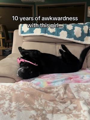 A post by @amandaa6613 on TikTok caption: #blacklab #labsoftiktok #dog #dogtok #dogsoftiktok #fyp 