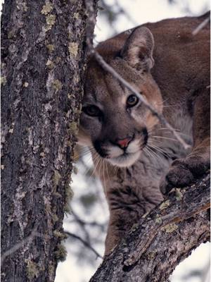 A post by @drivenhunter on TikTok caption: To be honest when he locked eyes with me I felt like he was looking into my soul. So much respect for these powerful animals. Having the opportunity hunt so many different species of animals, mountain lion hunting just hits different. #archery #huntingdog #wildlife #cats