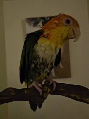 A post by @daileylifethings on TikTok caption: #bathtimeroutine #happycaique #caique #cuddlebuddy #caiquesoftiktok #groendijcaique #wetbird #alwayshappy🥰 