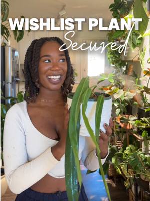 A post by @paigetailyn on TikTok caption: Wishlist plant SECURED! 🪴🤍 —— If you haven’t already, make sure you join my virtual greenhouse by visiting my website  :) 🪴 Anthurium Pallidiflorum Care Plan🪴 - Light: She will sit in bright, indirect light. - Watering: Keeping her soil consistently moist but not soggy. - Humidity: Home girl is going to get a lot of it! She will sit near my humidifier.  🪴: @Ecuagenera  🪴🥗: @Instant Plant Food #AnthuriumPallidiflorum#plantmom #plantlover #plantsoftiktok #plantsmakepeoplehappy