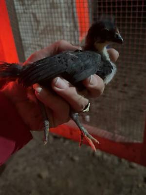 A post by @tonysgamefarm1 on TikTok caption: #texas #gamefowl #gallosfinos💯 #gallos #viral #exotic #gamefowlbreeders #gallosmexicanos🇲🇽 #gallinofino #henni #viral 