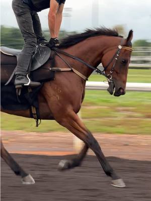 A post by @abbysracing on TikTok caption: “Crazy Brave” and Paul Shiers #racehorse #thoroughbred #horseracing #racehorseedit #darwinturfclub #thoroughbrededit #thoroughbredsoftiktok #jockey #trackwork #racehorsesoftiktok #horseracingvideos #horseedit 