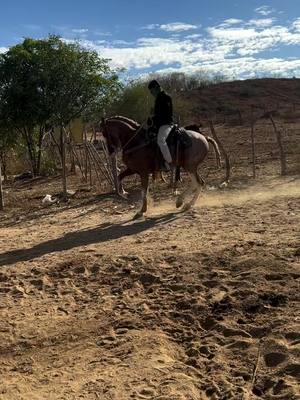 A post by @caballosbailadoress_ on TikTok caption: #cuacosfinos  #caballosbailadores  #jesusuriarte 