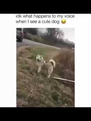 A post by @cutedogsonline on TikTok caption: Funny dogs  🐕 😄 #dog #dogs .