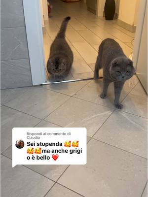 A post by @munchkin.italia on TikTok caption: Risposta a @Claudia 