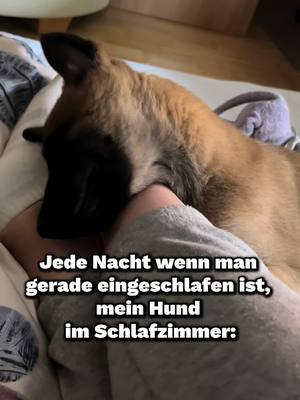 A post by @vibadog on TikTok caption: Es ist irgendwie süß und schlimm zugleich🥹 #hund #dog #hunde #dogs #malinois #fy 