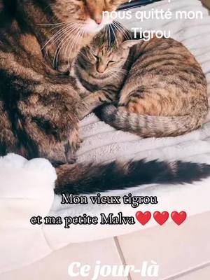 A post by @phoenixya9 on TikTok caption: #cejour-là #pourtoi #fyp #foryou #catsoftiktok #chat 