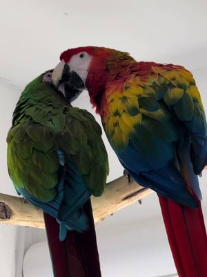 A post by @shelbythemacaw on TikTok caption: Hormones anyone? If you’re a parrot owner, have you noticed some changes in behaviour lately? My macaws go from calm and loving to crazy and hyper in a few seconds, tells me spring is around the corner 🌱 #animallove #viral #fyp #parrot #birds #parrothusbandry #shelbythemacaw 