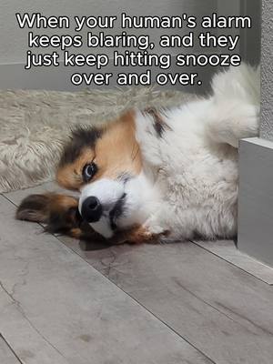 A post by @the.chees on TikTok caption: That alarm is louder than my bark. 😱 . . . #fyp #foryoupage #alarm #funnycorgi #lycheethecorgi #thechees #mocheethecorgi #corgi #corgis #dog #corgisofinstagram #corgipuppy #9gag #barked #corgistagram #corgiplanet #corgicommunity #corgipuppies #cute #corgibutt #myfavcorgi #weeklyfluff #instadog #dogsofinstagram #doglover #puppy #puppies #puppiesofinstagram #dogstagram #柯基 #コーギー #웰시코