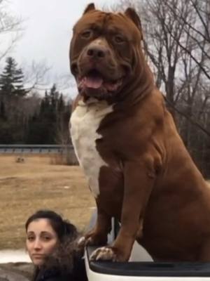 A post by @probullyzz on TikTok caption: #americanbully #bully #pitbull #dog #fyp #viral_video 