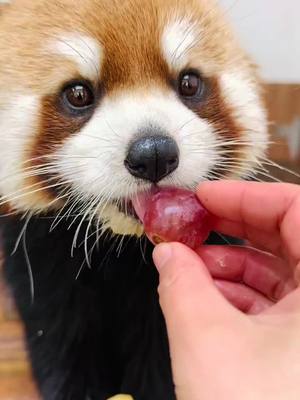 A post by @littlepanda6487 on TikTok caption: Delicious apples are my belief in life.🥰🥰🥰#fy #fyp #trending #Cute #adorable #redpanda #Love 