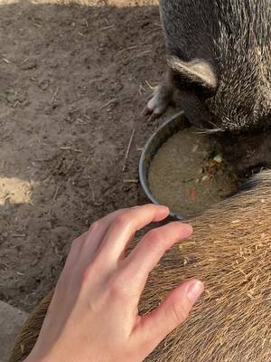 A post by @heynow_browncow on TikTok caption: The morning chaos of feeding the pigs when the other monster and waiting to clean the bowls #farmlife #farmrescue #sanctuary #rescue #cows #pigs #goats #chicken 