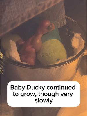 A post by @beakerbeak on TikTok caption: Countdown to Ducky: Day 4! while Ducky struggled to grow, Dad Beaker was always her biggest cheerleader. His sweet little voice made us laugh during such a stressful time, and I think it gave her strength too! #talkingparrot #talkingbird #cuteanimals #birdsoftiktok #parrotsoftiktok #funnyanimals #babyanimals #baby #parrot #irn #family 