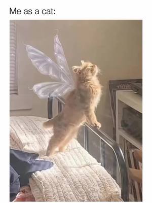 A post by @shein_official on TikTok caption: You might say we're purr-fect angels 😇 🐱 IG: girlzzzclub #SHEINinspo #meme