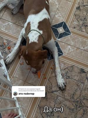 A post by @olga.omigo on TikTok caption: Ответ пользователю @Вилков Евгений 