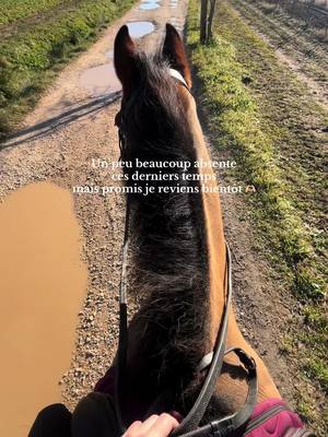 A post by @the_life_of_my_horses on TikTok caption: Un peu plus de nouvelles sur Instâ 🫶🏻 #horse #fyp 