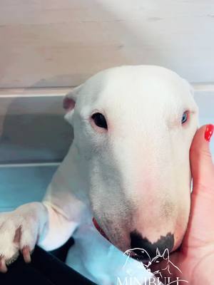 A post by @minibull_nataliia on TikTok caption: #minibull #kennel #bullterrier 