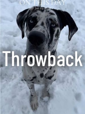 A post by @roccothegreatdane on TikTok caption: #onthisday #roccothegreatdane #harlequingreatdane #greatdane #dogsoftiktok #dogvlog #cute #adorable #blueeyes #bigdog #dogmom #mamasboy #spoiled #funny #funnydog #doghumor