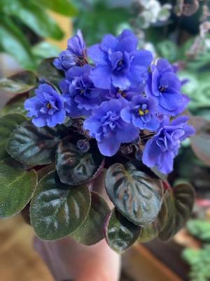 A post by @sacredelements on TikTok caption: Have you tried growing these classic cuties?  #africanviolet #plantparent #diyplants #selfwatering #growingunderlights #sacredelements 