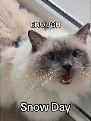 A post by @thelexibunch on TikTok caption: First time seeing snow 🥹 #snowday #PetsOfTikTok #cutepets #cuteanimals #cats #bunnies #ragdollcat #mainecoon #hollandlop #furfamily #fluffy #cutecats #fluffycats #meow #vocalcat