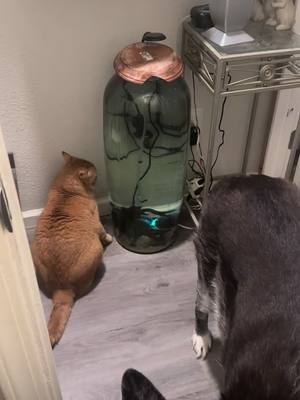 A post by @verwelktewildrose on TikTok caption: #fyp #catsoftiktok #catactivation 