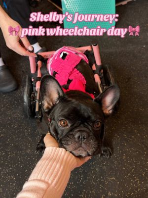 A post by @the.princess.mini on TikTok caption: Replying to @E🌺 part 2 of Shelby’s journey to walking again 🩷 today was a very special day as she got fitted for her custom pink doggie wheelchair 🥹🎀 we are going to be using it as a tool for recovery rather than having her rely on it 🙏🏻 #minivlog #dayinmylife #ivddsurvivor #ivddrecovery #dogrehabilitation #dogtherapy 