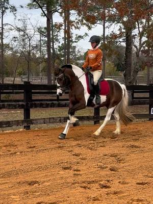 A post by @painted_dressage on TikTok caption: I can’t stop watching this boy go in his future new saddle from @Schleese & Saddlefit 🥰 