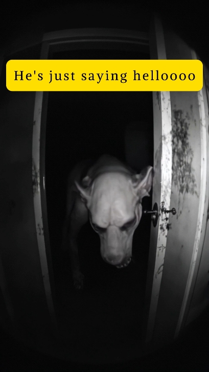 A post by @visiblemon3t on TikTok caption: I've never done that..#monster #fypシ #fyp #fouryoupage #random #weird #nightmaresans #nightmare 