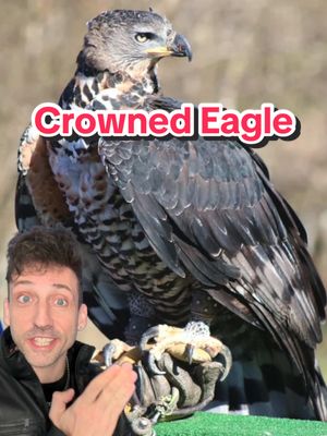 A post by @oddanny on TikTok caption: The most dominant eagle in Africa 👀 #crownedeagle 