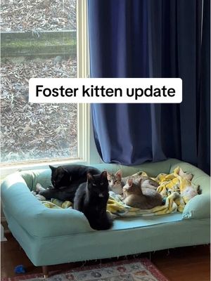 A post by @julia_adavis on TikTok caption: Coop was a surprise…but FINN?! #coopkitty #coopkittyfosters 