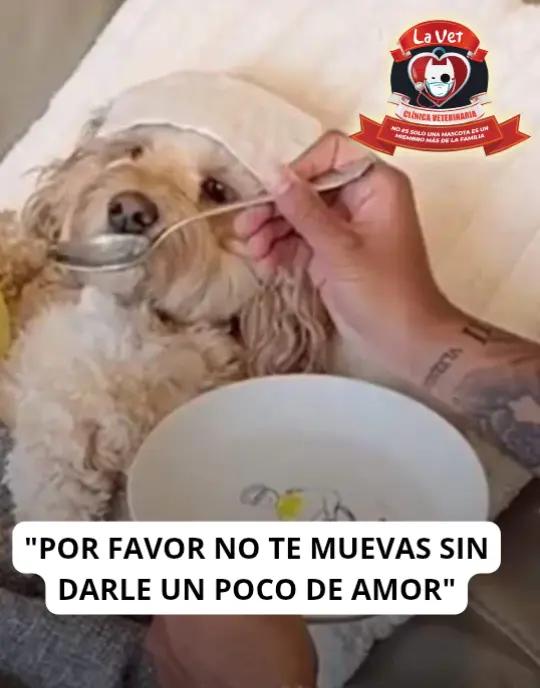 A post by @la.vet.oriente on TikTok caption: "POR FAVOR NO TE MUEVAS SIN DARLE UN POCO DE AMOR" | Clínica Veterinaria la Vet Oriente 