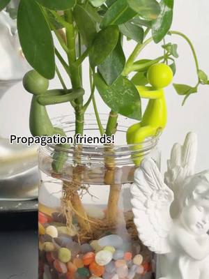 A post by @fngod2013 on TikTok caption: Propagation grinds!#homdecor #plantok 