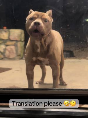 A post by @revival_canine on TikTok caption: 🧱 Brik 🧱 has some words for us tonight.  Patience? We don’t know her 😆  #rescuedog#shelterdog#pitbull#funnydog#rescue#dogsoftiktok#goodboy  