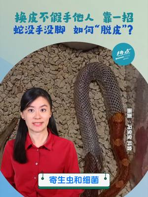 A post by @84hotspot on TikTok caption: ▌懂来做莫 ▌ #173 生物篇 | 没有四肢的蛇，要如何换皮？它们在换皮之前，原来还有这些征兆来辨识...... 主持 | @Celes 美伶   #蛇 #换皮 #视力下降 #摩擦  #不懂没关系 #懂了也没用 #冷知识 #发射热点 #84hotspot #懂来做莫 🔴 更多新闻资讯看这里 ▹ https://xuan.com.my/hotspot