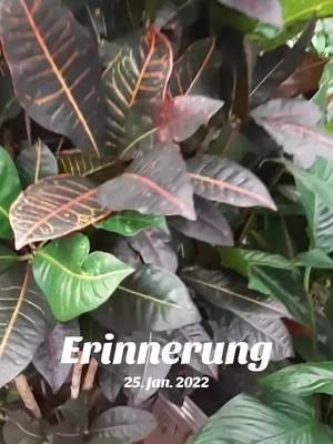 A post by @rashidax4 on TikTok caption: #erinnerung