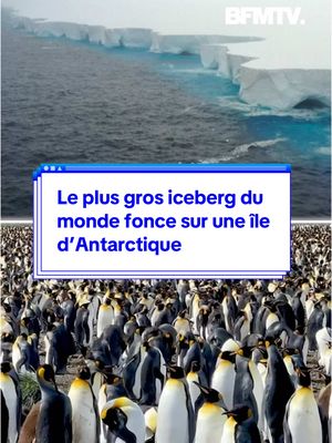 A post by @bfmtv on TikTok caption: Le plus gros iceberg du monde fonce sur une île d’Antarctique peuplée de manchots et de phoques  #animal #ocean #iceberg 