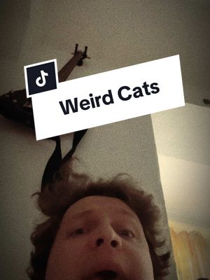 A post by @elite4747 on TikTok caption: Weird cats of TikTok #creatorsearchinsights #cats #weirdpets #funny #catsoftiktok 