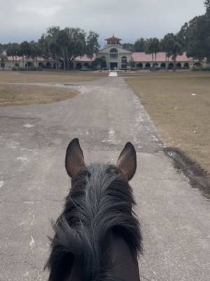 A post by @juliana.villella on TikTok caption: so grateful to be here ♡ #fyp #equestrian 