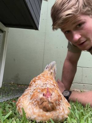 A post by @robertirwin on TikTok caption: Bout time you guys met the legend herself… waffles. 