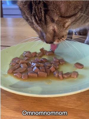 A post by @blind_cat_dmitri on TikTok caption: Eye love food 😻 #blindcat #cat 