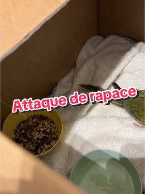 A post by @larche_de_francois on TikTok caption: Attaque de rapace 🥺🤕🦜#perroquet 