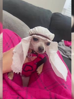 A post by @fan.niki8 on TikTok caption: Niki in Dubai 🤣🤣🤣 #pet #dog #PetsOfTikTok #dogsoftiktok #chihuahua #fyp 