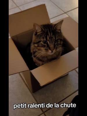 A post by @unoetmoi on TikTok caption: y a t'il des risques de tombé d'un carton. ben non mais c'est marrant 🤣#chats #funnypets #funnyvideo #pet #cat #pets #chute #carton 