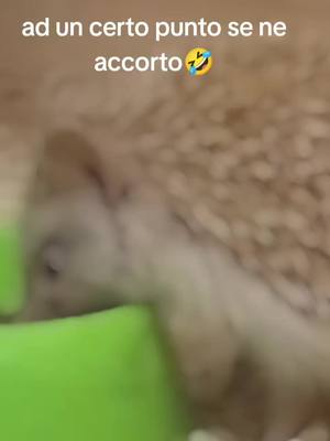 A post by @gianlucacosta61 on TikTok