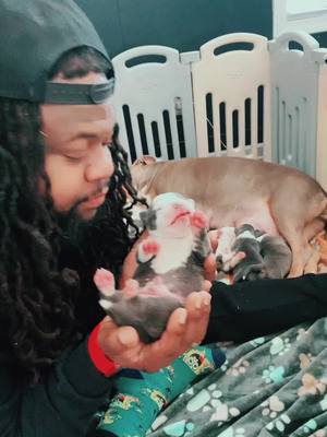 A post by @roddy_rodd89 on TikTok caption: My heart is so full when I have puppies 😫 it's so much love in my house ❤️ #fyp #foryou #fypfyp #Roddysrescue #royalpupfamily👑#viral #Ogizzle #oglemmehollaatchu #dmvtiktok #viraltiktok #bullymenomore #treanding #roro👑 #princeypooh👑 #missduchess👑 #dukieman👑 #badassprincess👑 #siramari👑#ogsweetsandtreats #202 #703 #305 #Americanbullies #viraldogsoftiktok #ogsweetsandtreats #roddyrodd89 #queenqueen👑 #dmvtiktok #welit #ogahhh #missmia👑 #miaboo👑 #sirkodak🖤 #toypoodlekodak🖤 #rubyrose💛 