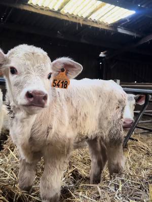 A post by @antoinec58 on TikTok caption: #elevage #charolais #nievre 