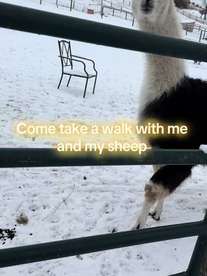 A post by @thefarm.ily on TikTok caption: Sheep walk plans didn’t work out when the sheep don’t want to walk with you 🤣 check out our books on Amazon! #massfollowing🔥🔥 